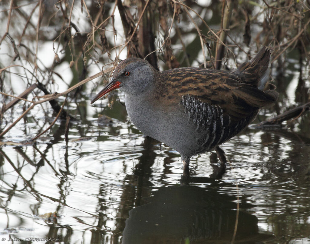 Water Rail