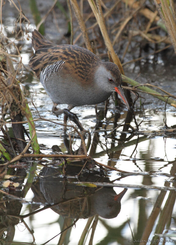 Water Rail, identification