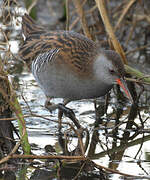 Water Rail