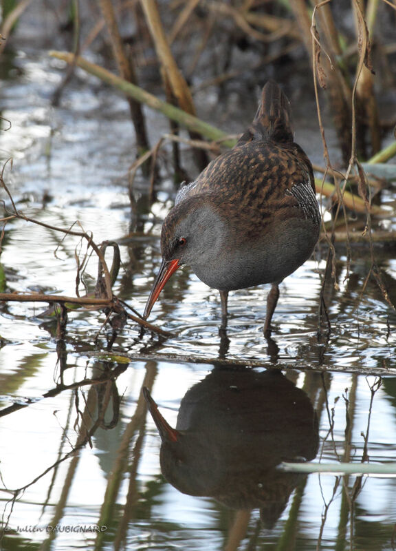 Water Rail, identification