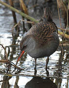 Water Rail