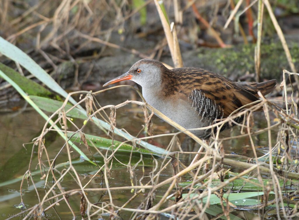 Water Rail, identification