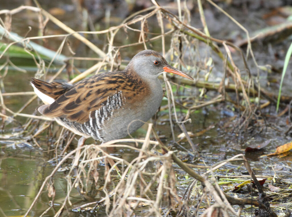 Water Rail, identification