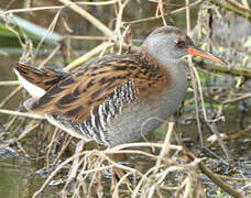 Water Rail