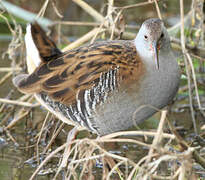 Water Rail