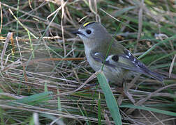 Goldcrest