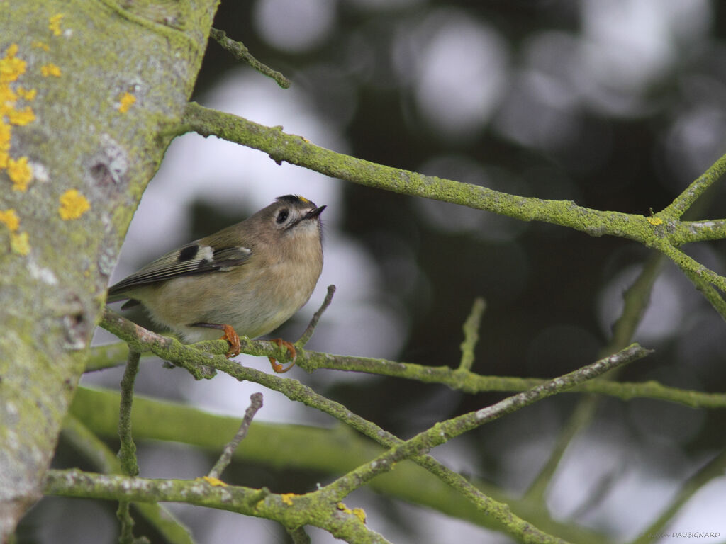 Roitelet huppé, identification