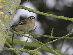 Goldcrest