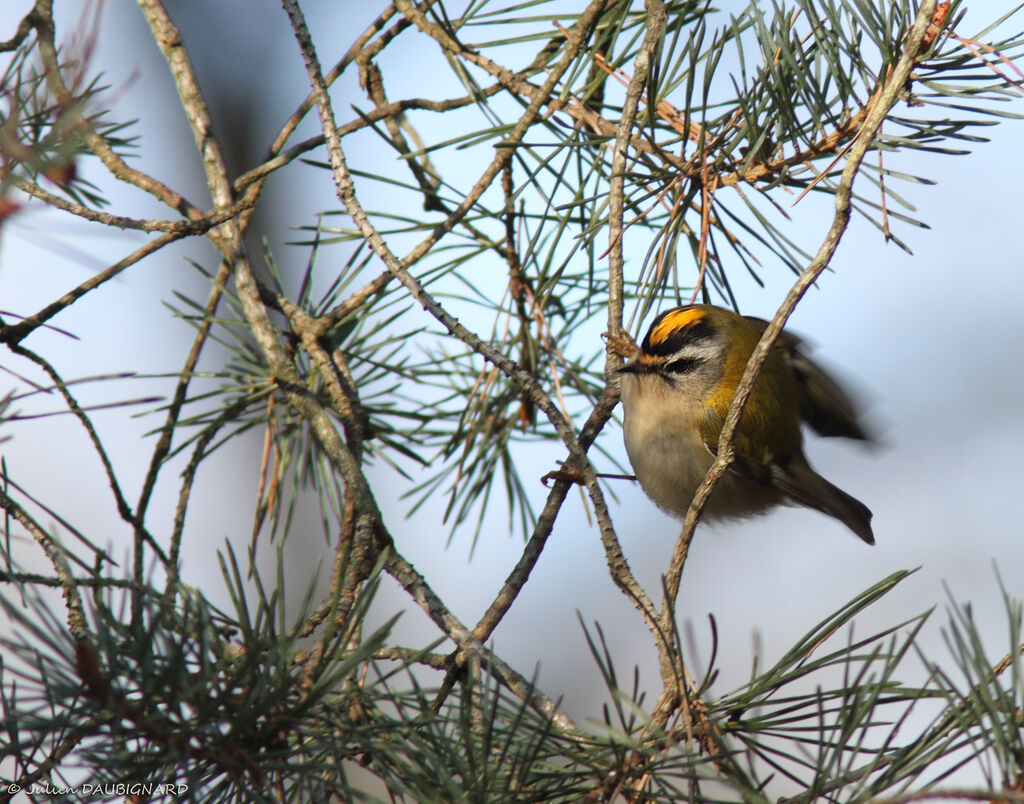 Common Firecrest, identification