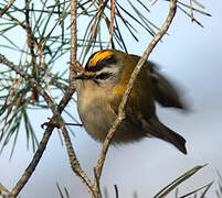 Common Firecrest