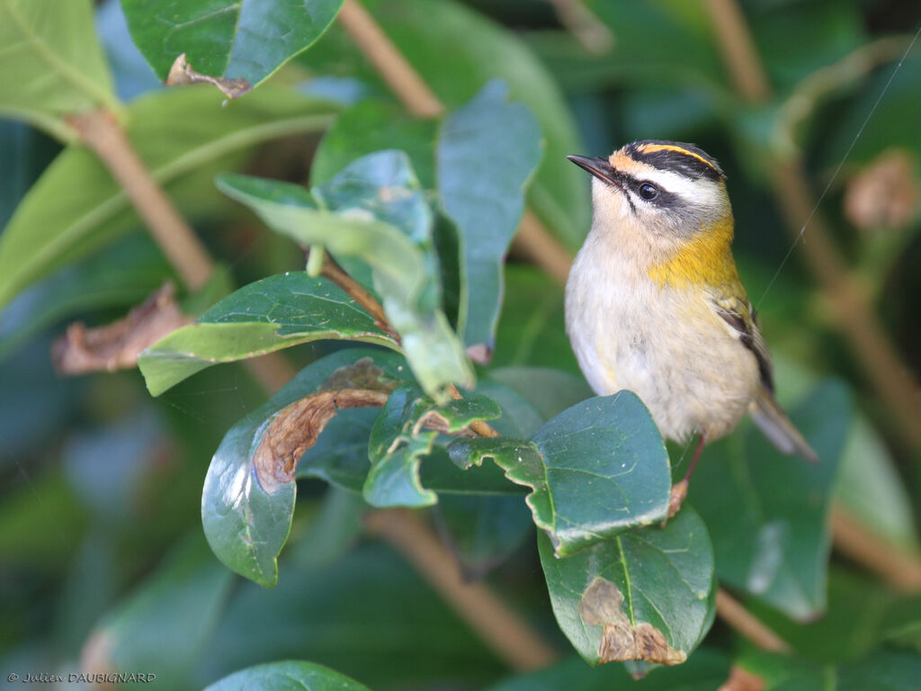 Common Firecrest, identification