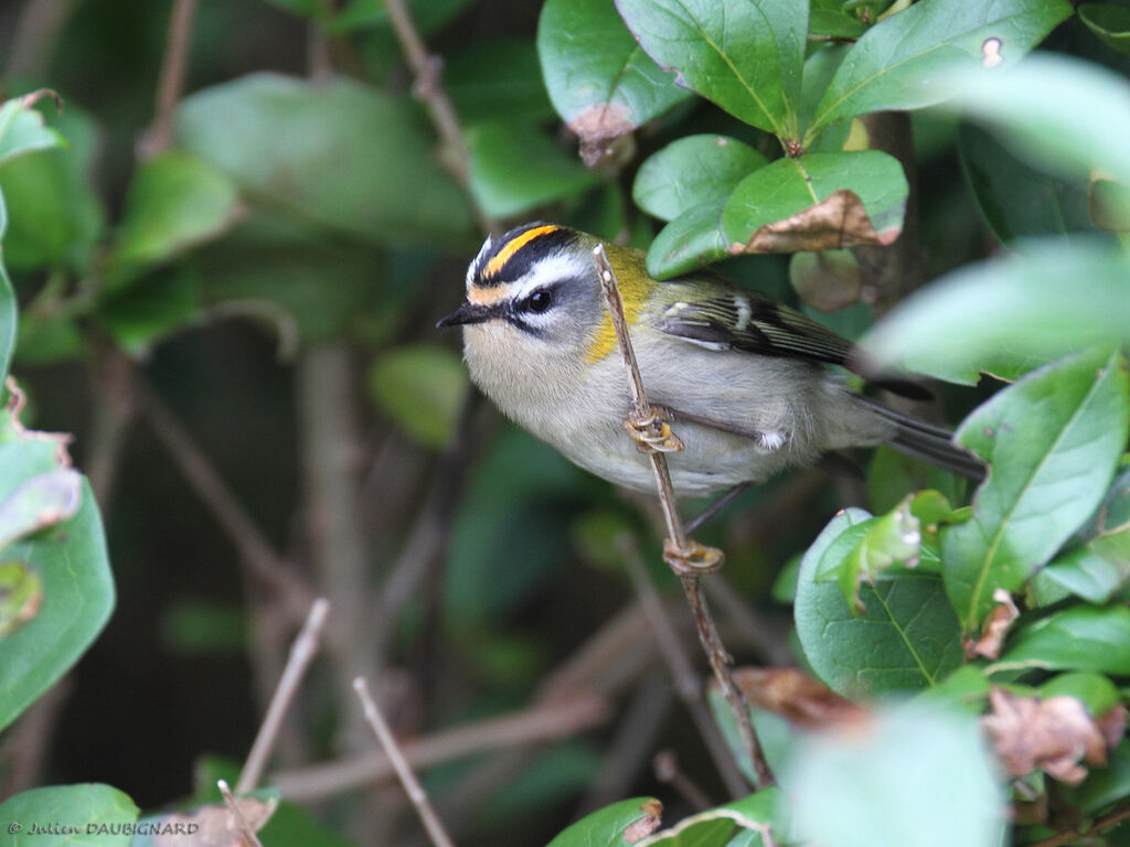 Common Firecrest, identification