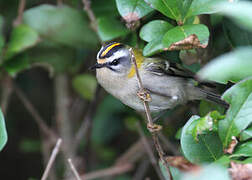 Common Firecrest