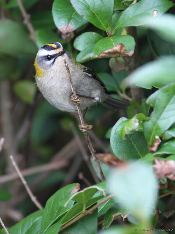 Common Firecrest, identification