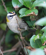 Common Firecrest