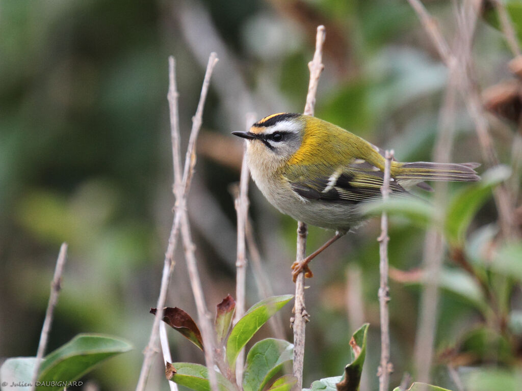 Common Firecrest, identification