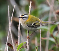 Common Firecrest