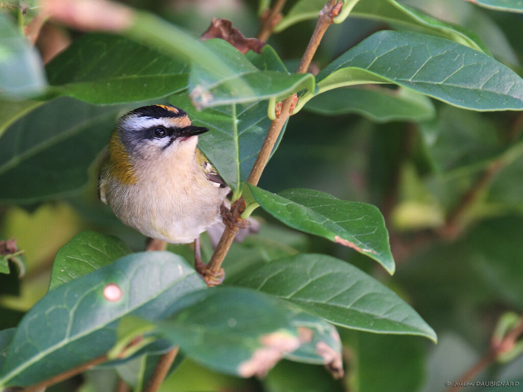 Roitelet triple-bandeau, identification