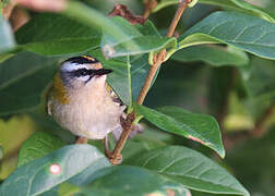 Common Firecrest