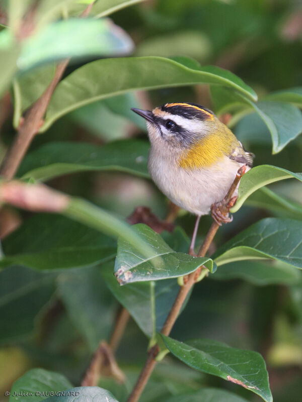 Common Firecrest, identification