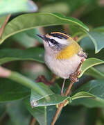 Common Firecrest