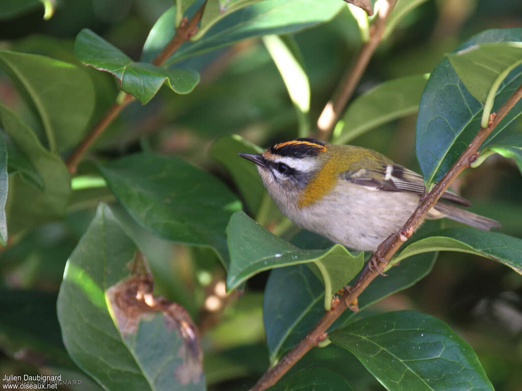 Common Firecrest male adult, habitat, fishing/hunting