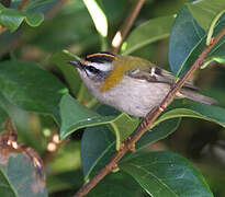 Common Firecrest