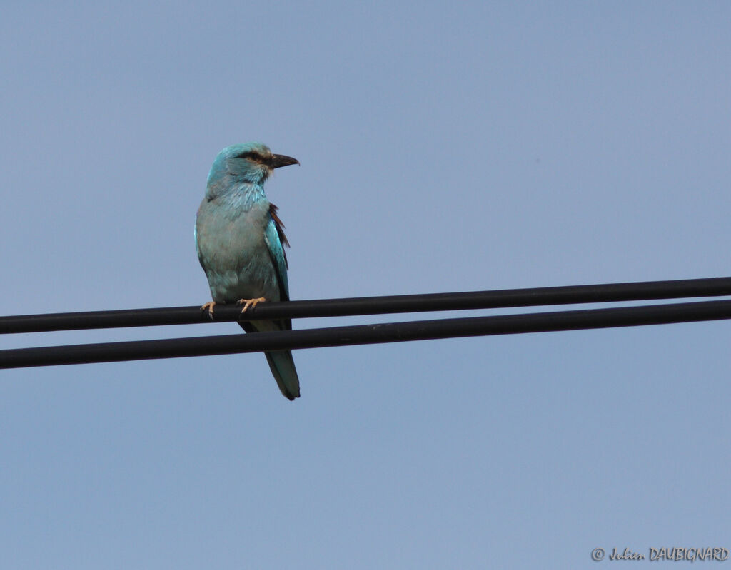 European Roller, identification