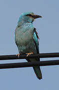 European Roller