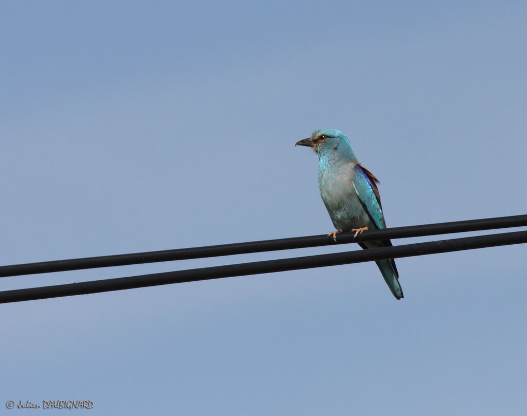 European Roller, identification