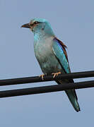 European Roller