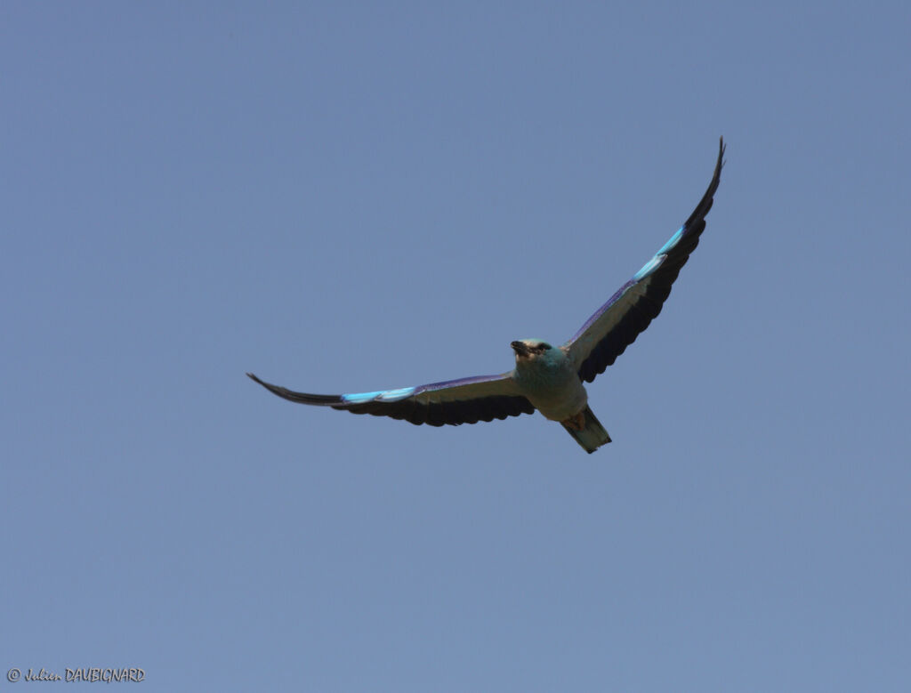 European Roller, Flight