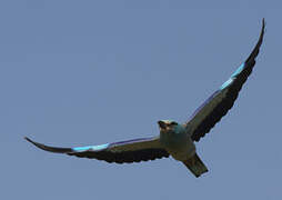 European Roller