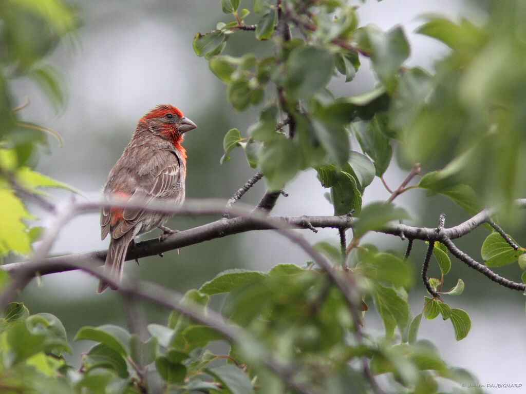 Roselin familier mâle, identification