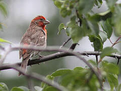 House Finch