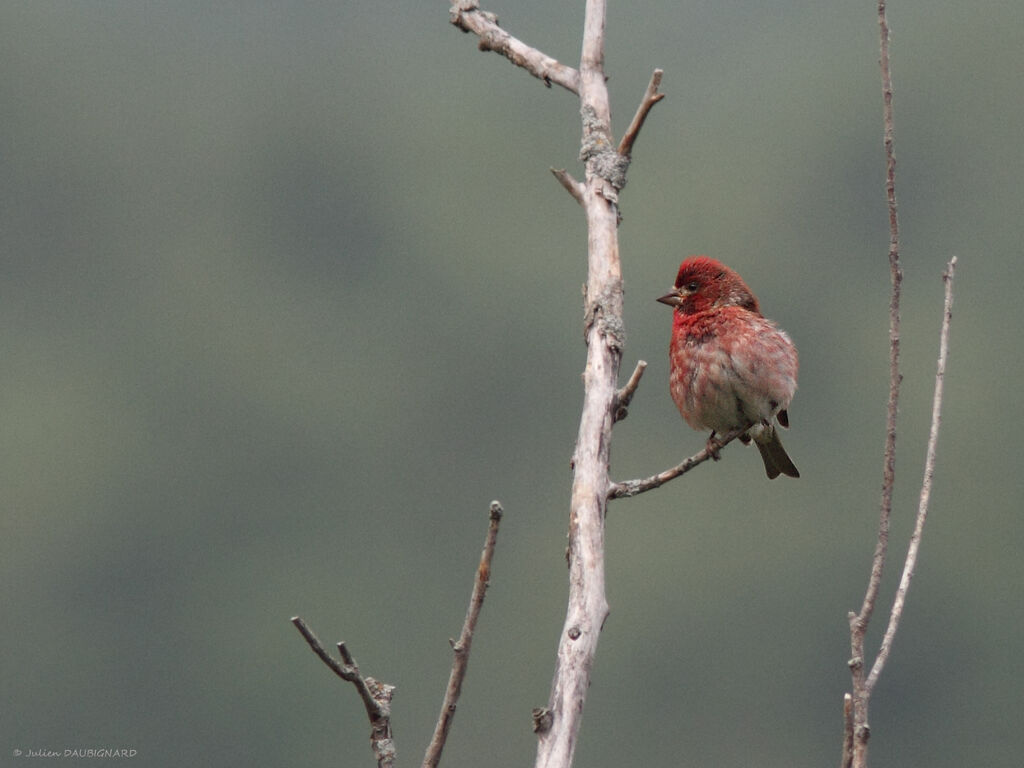 Roselin pourpré mâle, identification