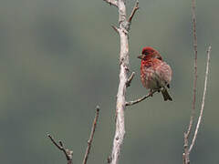 Purple Finch