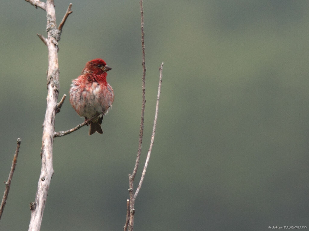 Roselin pourpré mâle, identification