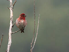 Purple Finch