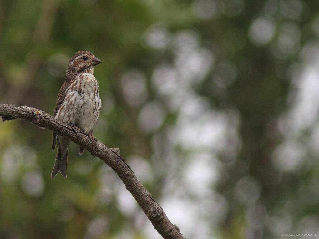 Purple Finchjuvenile, identification