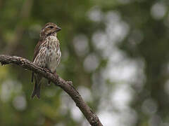 Purple Finch