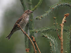 Purple Finch