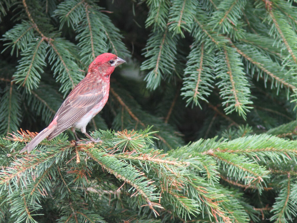 Roselin pourpré mâle, identification