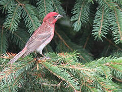 Purple Finch