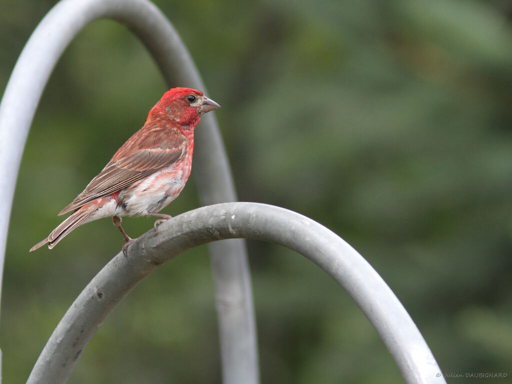 Roselin pourpré mâle, identification