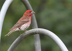 Purple Finch