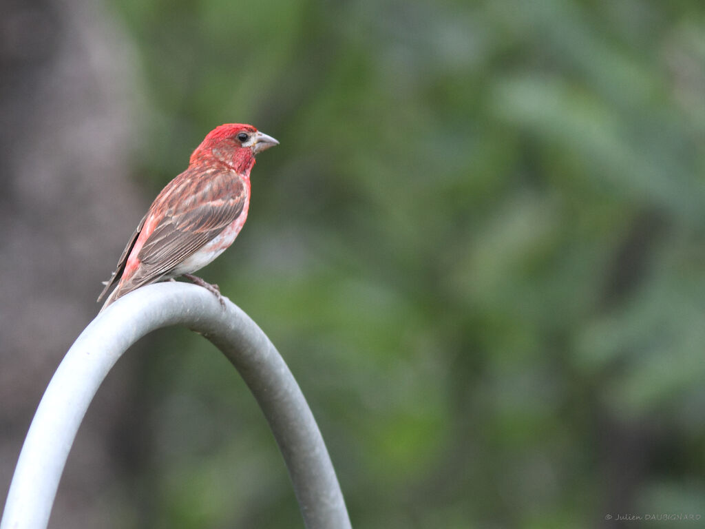 Roselin pourpré mâle, identification