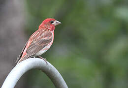 Purple Finch