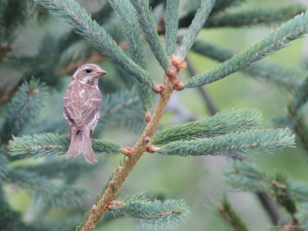 Purple Finch, identification