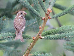 Purple Finch